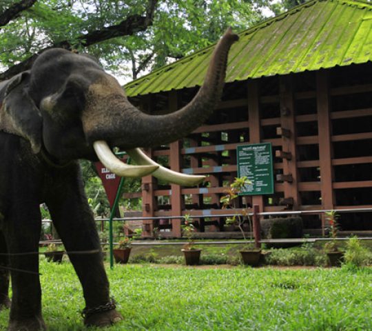 Konni Elephant Training Center