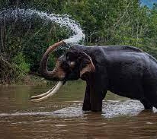 Kottur Elephant Sanctuary Rehabilitation Centre