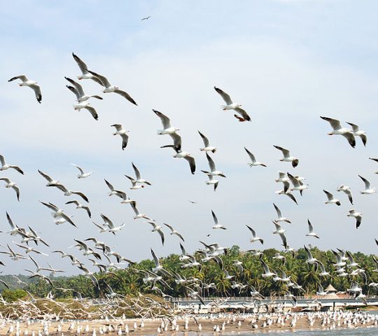 Kadalundi Bird Sanctuary