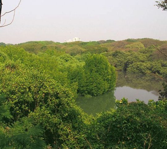 Mangalavanam Bird Sanctuary