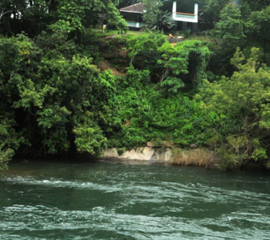 Nedumkayam Rainforest