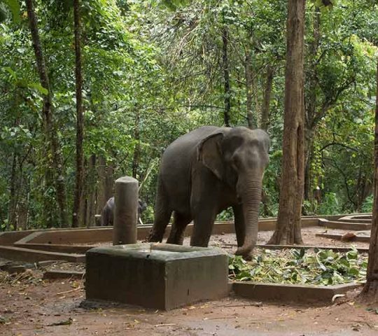 Kodanad Elephant Training Centre