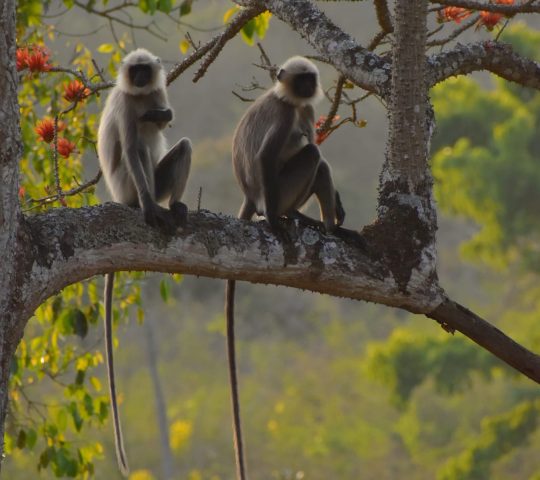 Tholpetty Wildlife Sanctuary