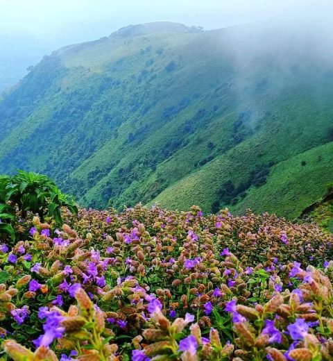 Explore Meesapulimala on a Budget