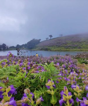 3D 2N Munnar Tour Package