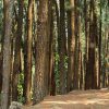4 Days 3 Night Munnar Tour Package - Image 3
