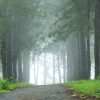 4 Days 3 Night Munnar Tour Package - Image 2