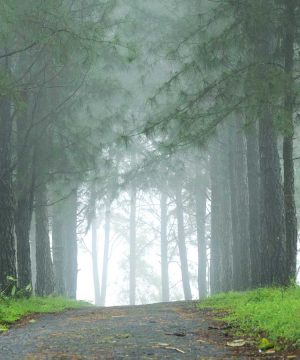 4 Days 3 Night Munnar Tour Package
